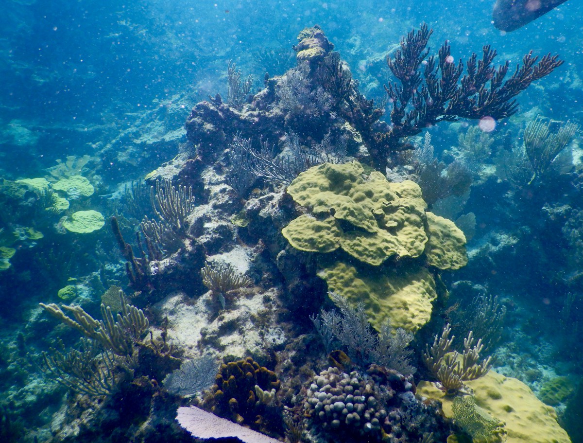 Diving the “Coral&nbsp;Gardens”