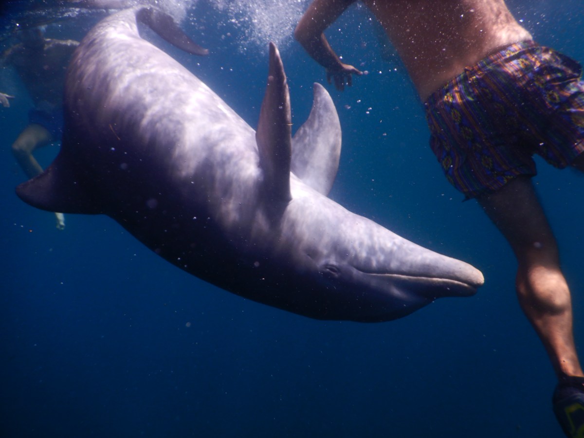 Swimming with a wild&nbsp;dolphin