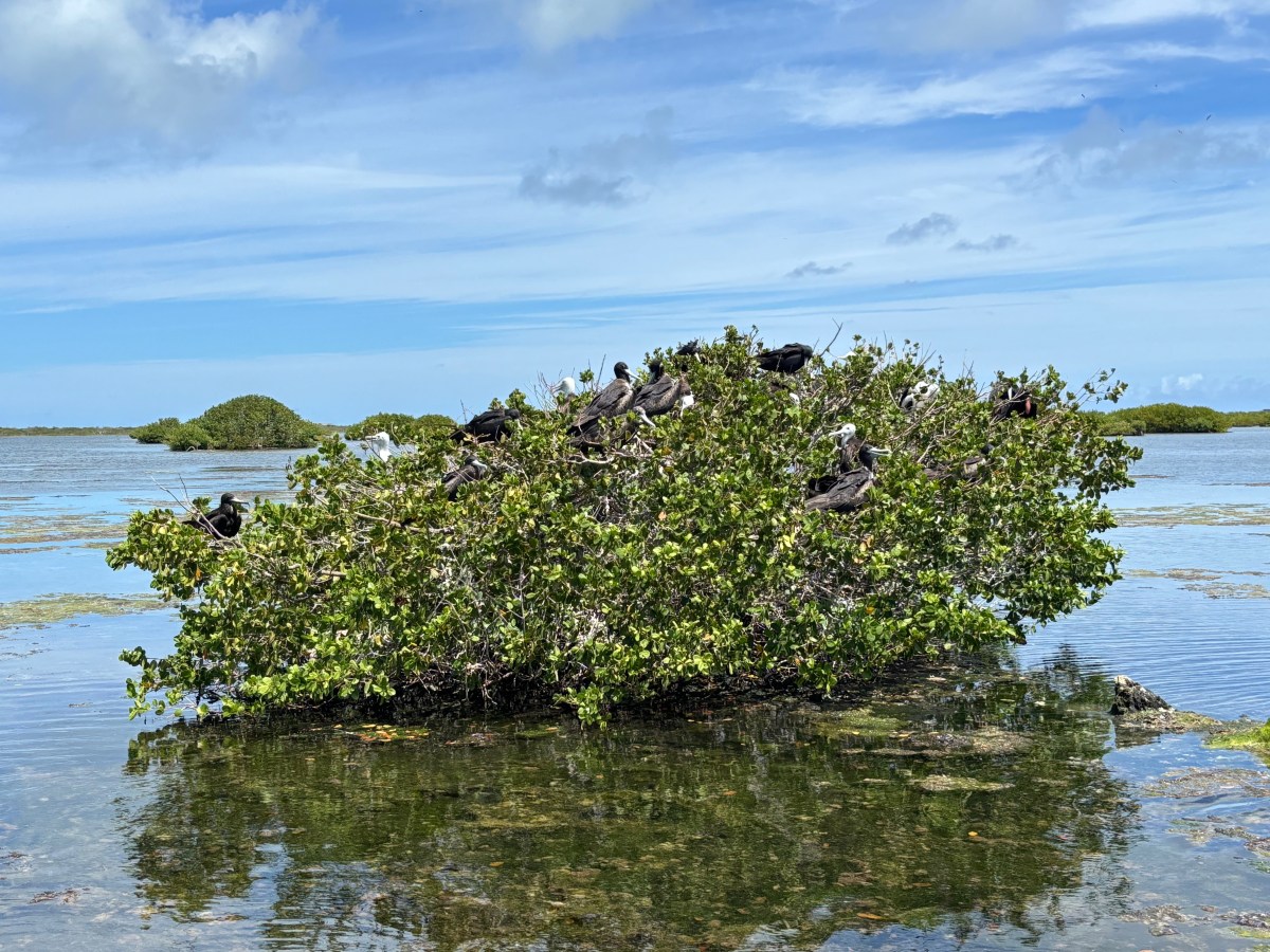 Barbuda, on the other&nbsp;hand…